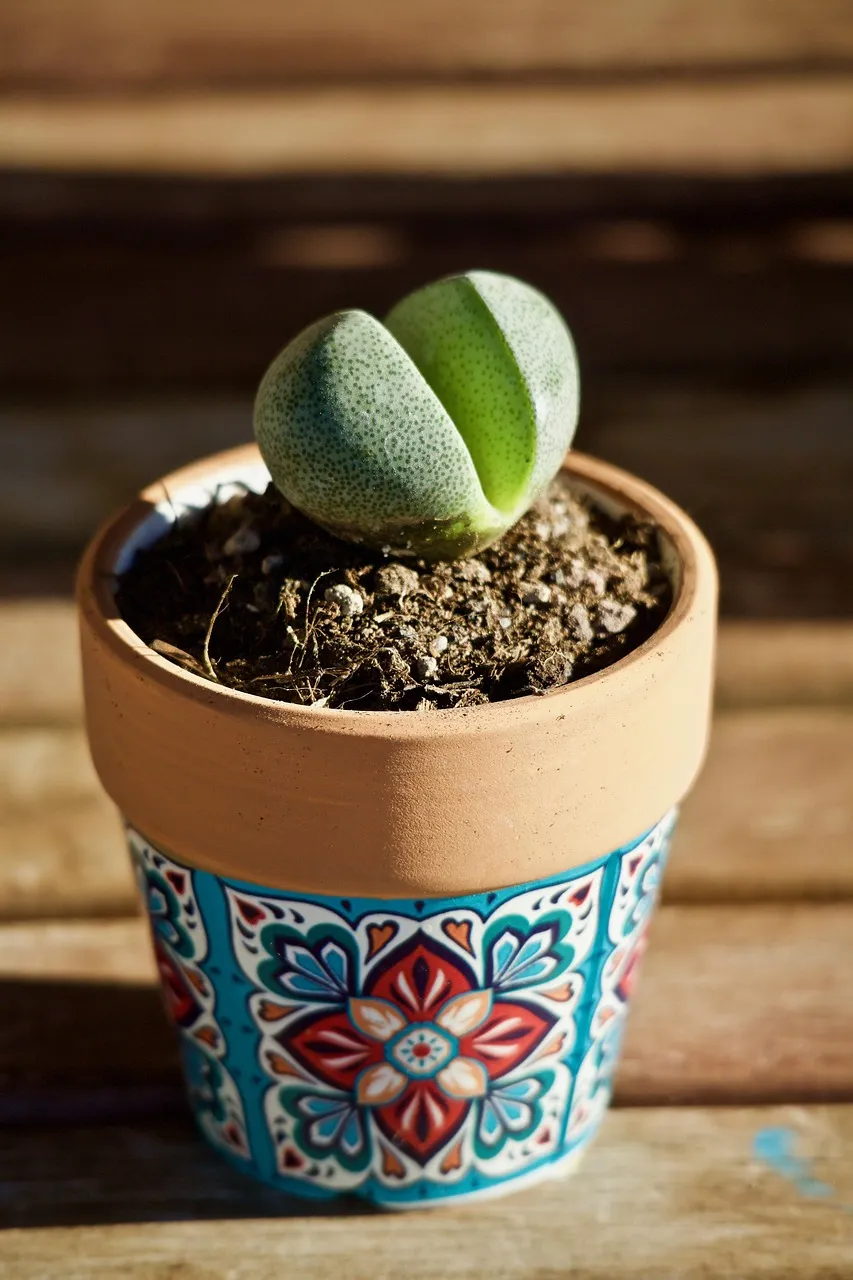 using plastic bottles to protect plants using plastic bottles to protect plants