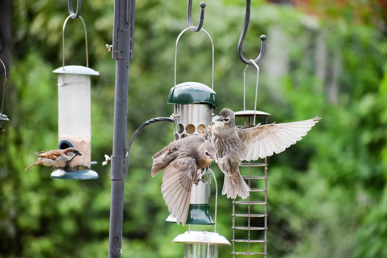make a bird feeder make a bird feeder