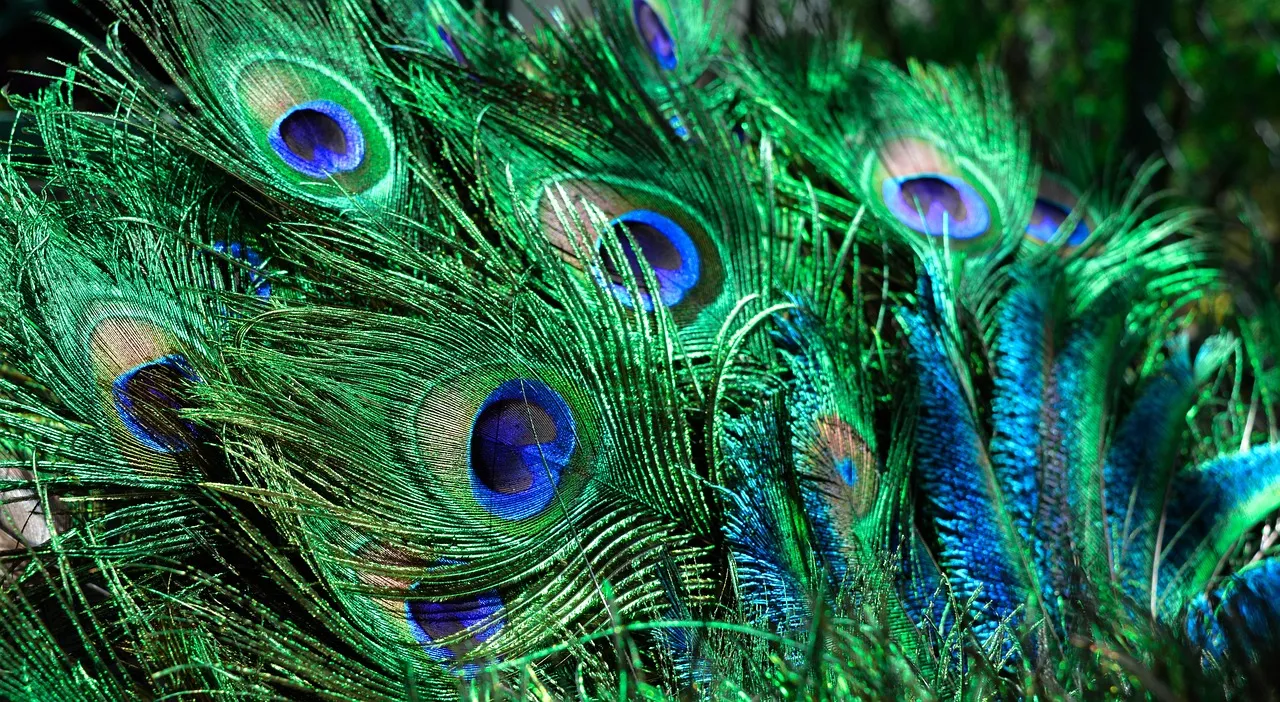 Blue Jays structural colors