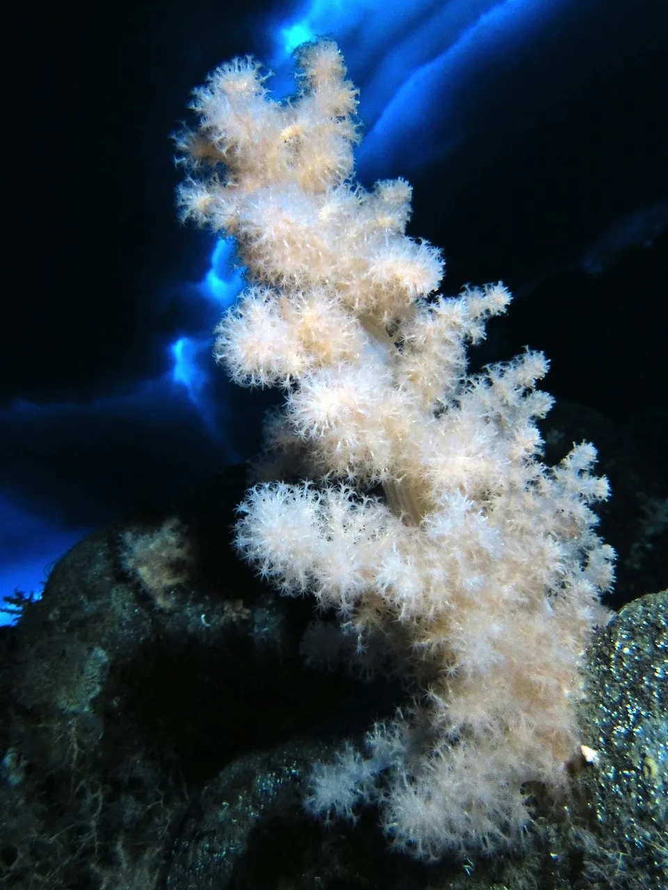 Is There Plant Life In Antarctica