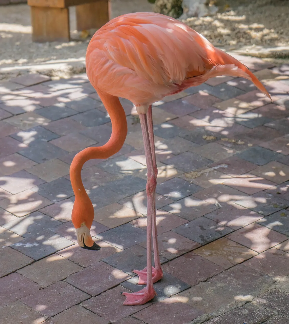 Why Do Flamingos Stand On One Leg?