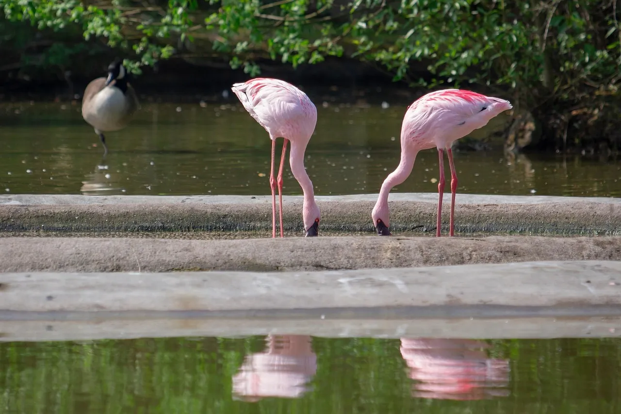 Why Do Flamingos Stand On One Leg