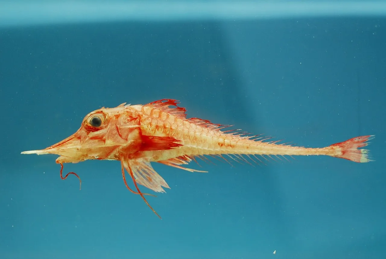 How Do Fish Breathe Underwater