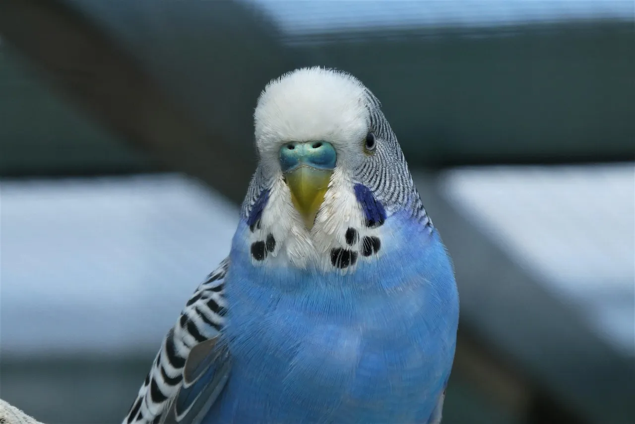 Blue Jays Optical Effect
