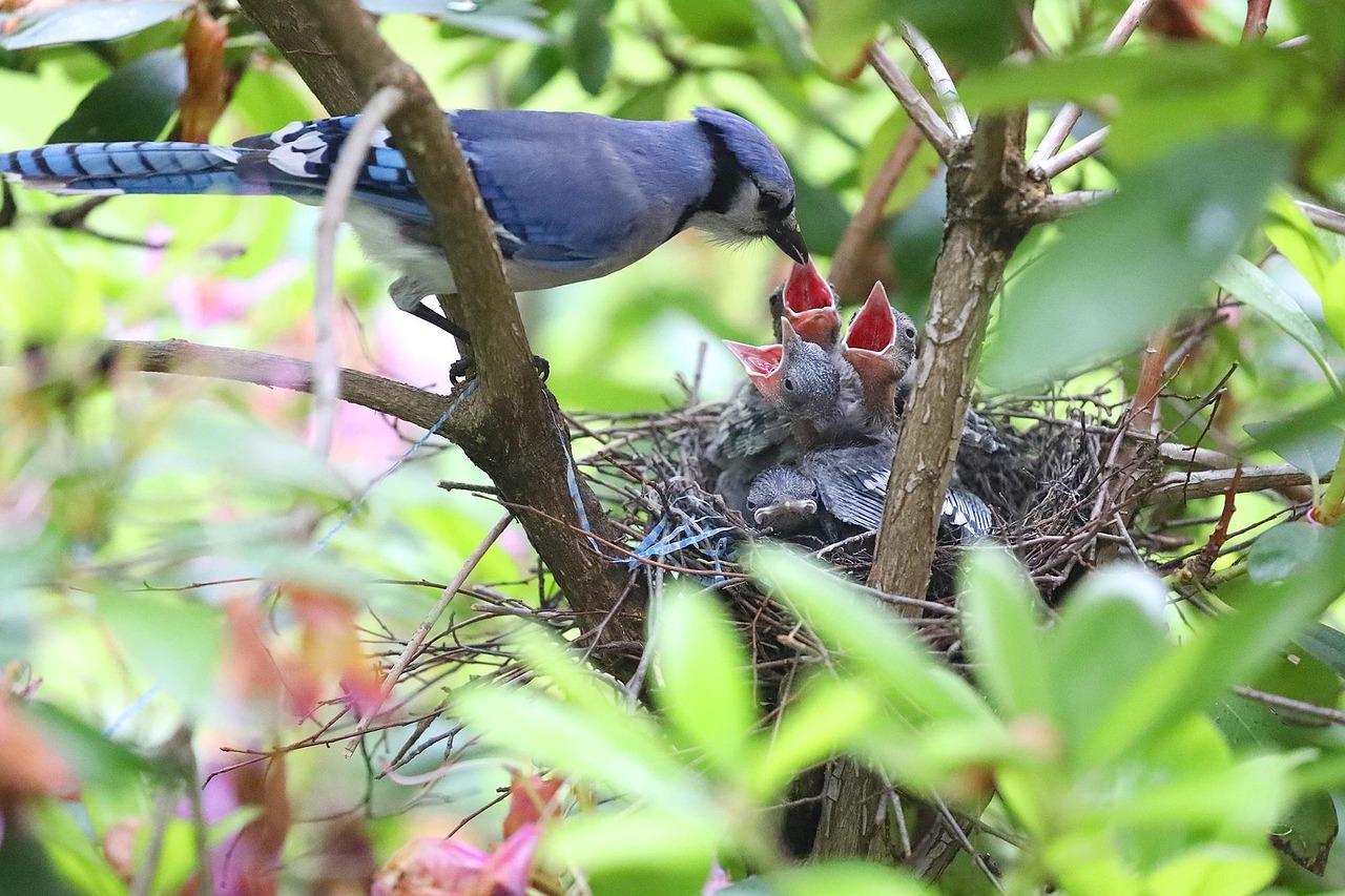 How do blue jays get their color
