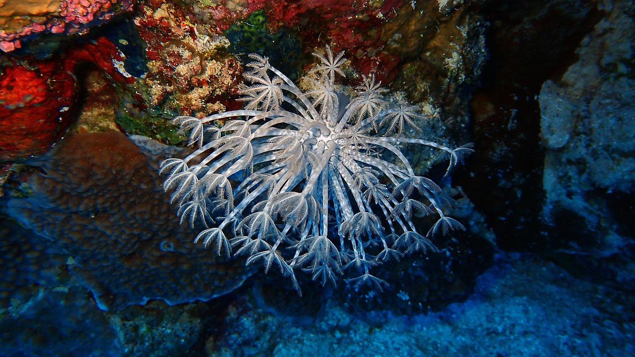 How Do Fish Breathe Underwater